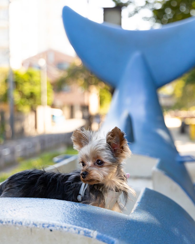 スタジオ撮影ショートロケプラン 犬